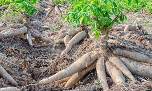 The cassava industry sets an export value target of USD 2 billion by 2030
